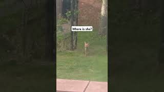 🦊 This Fox Seems To Have Lost Her Kit subscribe redfox shortsvideo shortsfeed shorts [upl. by Nhepets]