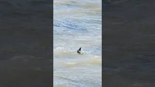 Leach’s Petrel Leasowe Wirral September 24 birds wildlife nature animals rspb stormpetrel [upl. by Ruhl]