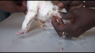 Mango Worms in Dogs Mangoworms Removal Legs Belly in Puppy 2023 [upl. by Annahael261]