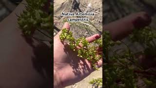 Native plant to the USA Artemisia campestris [upl. by Leopoldeen]