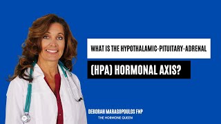 What is the HypothalamicPituitaryAdrenal HPA Hormonal Axis [upl. by Kenelm]