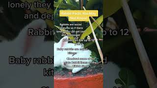 Rabbit Facts You May Not Know shorts rabbit facts animals [upl. by Etem268]