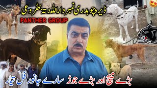 Dera Ch Numberdar Allah Dita Buthroi 😍 All Dogs Are Ready For Fight 🥰 Big Match Are Coming  2025 [upl. by Lleunamme225]