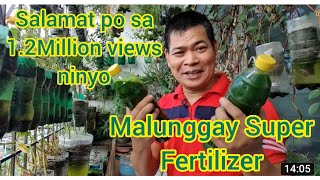 MALUNGGAY SUPER FERTILIZER SA LAHAT NG URI NG HALAMAN with ENG subs [upl. by Nazario815]