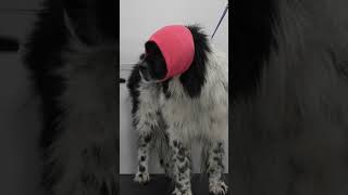 Major transformation on Newfoundland dog [upl. by Savinirs359]