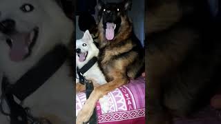 🥰🥰youtubeshorts shorts gaming germanshepherd viralvideo meme [upl. by Kyle842]