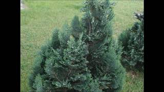 Odcinek 125 Cyprysik Lawsona Chamaecyparis lawsoniana [upl. by Lux]