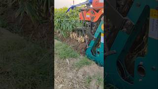 Zinger Harvesting Tricks  zinger farming secrets shorts agriculture farming [upl. by Alyehs]