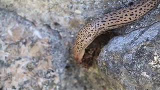 Tigerschnegel  Leopard slug [upl. by Dielu]