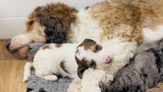 Bernedoodle Puppies Play and Nurse 2 weeks old [upl. by Aissert]