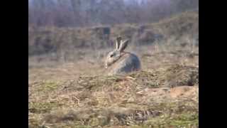 Králík divoký Oryctolagus cuniculus [upl. by Orsay]