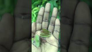 Cotton seeds farming 🚜🐄🌾 greenary farming farmer cotton trending cute vlog youtube [upl. by Aramen]