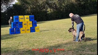 Working Presa Canario  Protection Bite Training  XPaco de la Arena  Dog Sports  Deutschland [upl. by Euqinim]