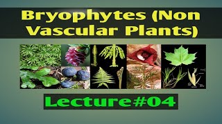 Bryophytes Non Vascular Plants Lec04 [upl. by Ennirroc]