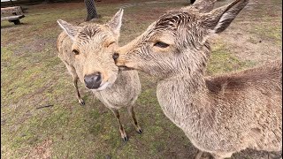 Nara Deer Park [upl. by Rats]