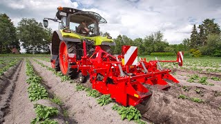 GRIMME GH 2 Eco  Ridging Hiller for mechanical weed control [upl. by Fihsak]