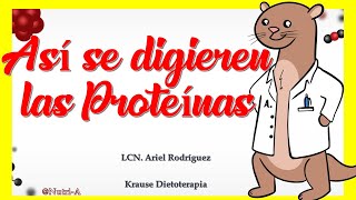 ¿CÓMO se DIGIEREN las PROTEÍNAS  Digestión de Macronutrientes en Nutrición [upl. by Aimekahs]