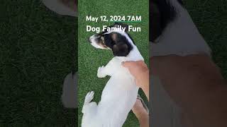 May 12 2024 7AM Dog Family Fun [upl. by Gowon]