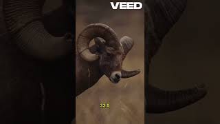 Hunting amp Conservation Mouflon Sheep 2022 [upl. by Erlene]