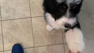 baby bernedoodle kungfu panda🐼vs 🍋 bernedoodle puppy funnydogs dog kunfupanda [upl. by Kosse]