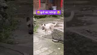 Dog funny dance 🤣 funny funnyanimals dogdance shorts [upl. by Einned]