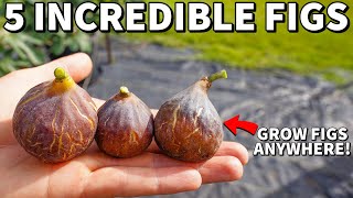 5 Quick Fruiting FIG TREES Everyone Can Grow At Home [upl. by Batish861]