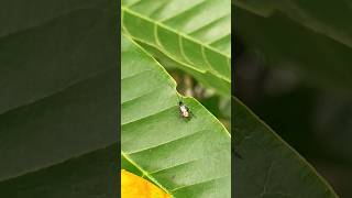 Braconid wasps 🦟🦟 [upl. by Eyram]