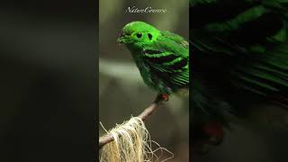 A beautiful Green broadbill nature shorts wildlife [upl. by Moyer]