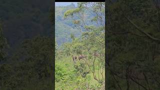 Periyar wildlife sanctuary  tiger naturewalk photography thekkady wildlife nature [upl. by Minerva]