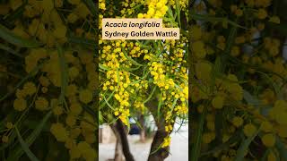 Acacia longifolia Sydney Golden Wattle [upl. by Nwahsauq]