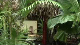 Nosara Paradise Rentals  Nature Preserve [upl. by Ilyak]