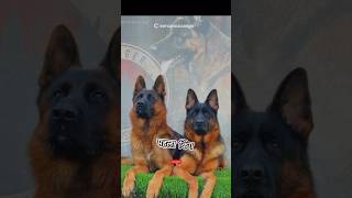 Kangal Dog Vs German Shepherd fight facts knowledge pitbull shortsfeed dog shorts [upl. by Nrubyar]