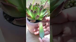 Propagate your Echeveria Agavoides❤️succulent plants houseplants echeveria shorts [upl. by Irami74]