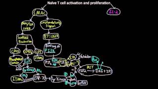 Naive T cell activaton and proliferation map [upl. by Boggers]