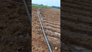 New Irrigation system agriculture drip irrigation ytshortsindia trending [upl. by Aneekat]