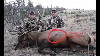 Crossbow Elk with Ashby 315 Broadhead [upl. by Ydwor614]