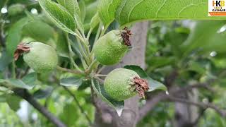 Gibberellic acid are very important fruit setting and Fruit Russeting [upl. by Nomyt322]