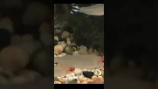 Rummy Nose Tetra tetra fish rummynosetetra youtube youtubeshorts ytshorts [upl. by Sana811]