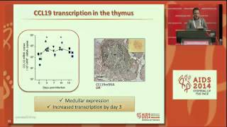 Modified interferon alpha subtypes production and chemokine networks in the thymus during [upl. by Reginnej]