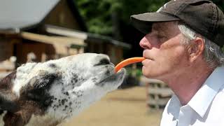 Petting farm for rescued animals could face sad ending [upl. by Booth]