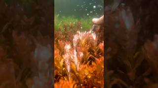 LUDWIGIA INCLINATA WOW RED Aquarium Plant For Sale [upl. by Reinnej163]