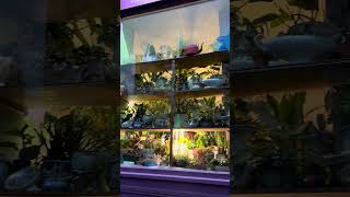 ✨MAGICAL PLANT SHOP at dusk ✨ london sparkle magic curiosity plants plantshop [upl. by Jamal684]