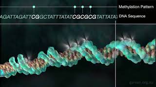 DNA methylation [upl. by Eenrahc]