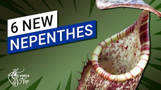 😀 Nepenthes Unboxing Summer 2022 🌿 New pitcher plants for the windowsill [upl. by Brittaney]