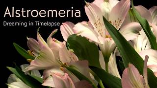 Alstroemeria  Timelapse with Music [upl. by Nobell]