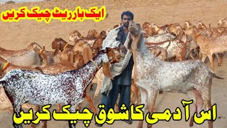 makki cheeni phla soa wali bakriya for sale in Abu Bakar Goat Farm [upl. by Ardnassela247]