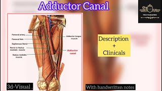 Adductor canal in just 6 minutes ✌️anatomy anatomymadeeasy lowerlimbanatomy medicalstudent [upl. by Ecirtael522]