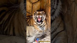 The tiger Roar 😲wildlife tiger tigerlife nationalgeographic natgeo shorts youtubeshortsjambu [upl. by Sivraj228]