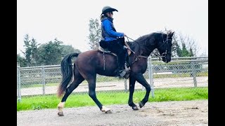 Gaited vs Non Gaited Horses Which Should You Get  Gaited Horse Training [upl. by Aeduj]