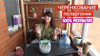 Черенкование ПЕЛАРГОНИИ в перлите  100 результат уже через неделю [upl. by Sternick]